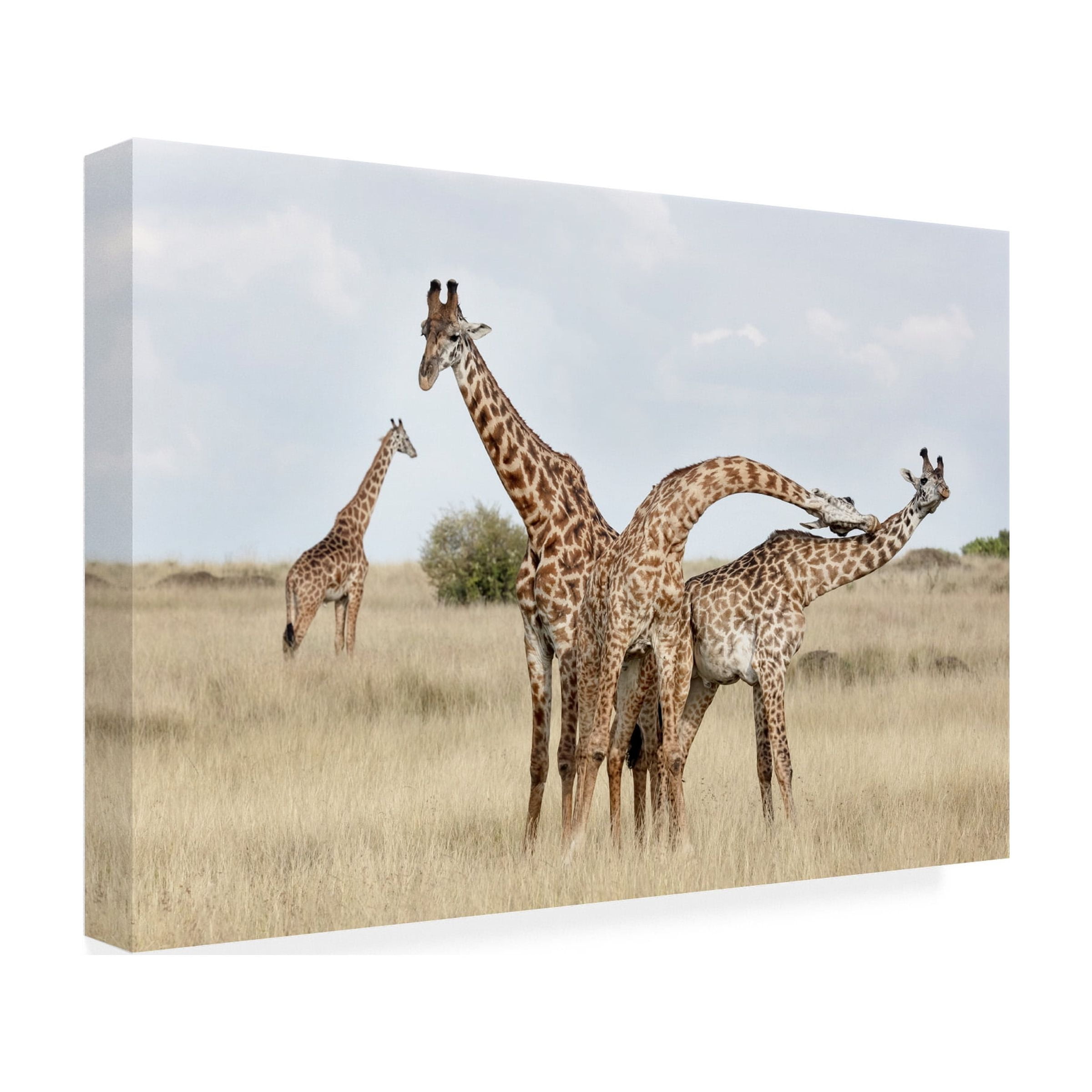 Linda D Lester 'Giraffes Necking' Canvas Art