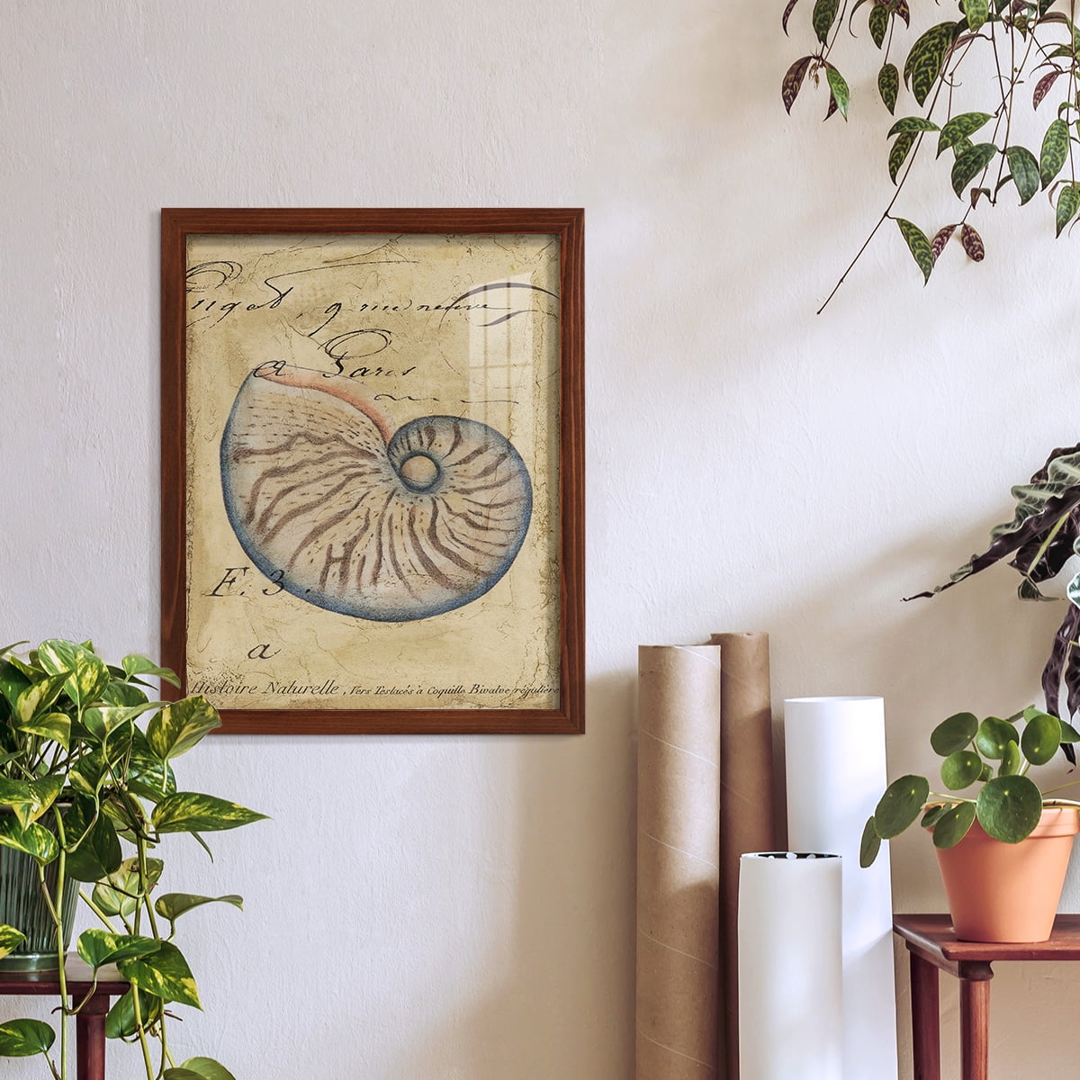 Seashell Ephemera II - Framed Print w/glass - Chestnut