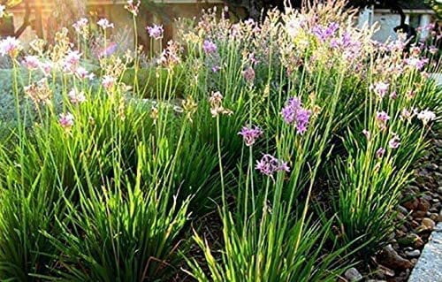 Society Garlic  1 Live Quart Size Pots  Tulbaghia Violacea  Butterfly Attracting Flowering Groundcover Plants