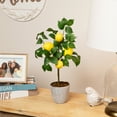 thumbnail image 1 of Northlight Artificial Potted Mini Lemon Tabletop Tree - 20", 1 of 6