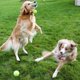 thumbnail image 2 of Pelotas de tenis para perros COVGOPI, paquete de 12 unidades, goma chirriante, 6,4 cm de diámetro, 2 of 7