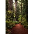 thumbnail image 2 of Head, Danny 23x32 White Modern Wood Framed Museum Art Print Titled - Forest Path I, 2 of 4