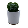 thumbnail image 6 of Hoya Kerri Heart with Painted Message, Decorative Green Kerrii Heart, Sweet Message in 2 inch Pot, 6 of 8