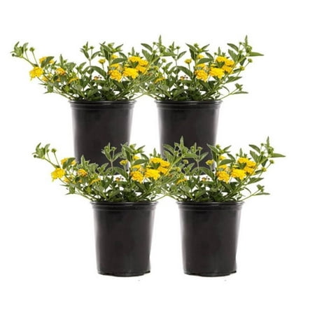 Altman Plants 1 Quart Gold Lantana New Gold Live Plants Pot (4 Pack)