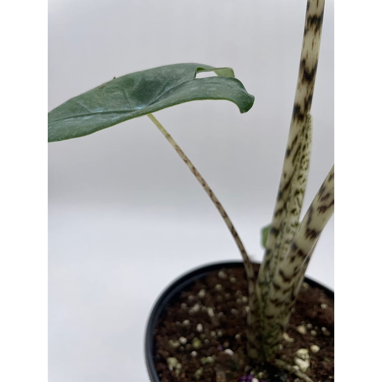 alocasia zebrina reticulata kaufen Alocasia zebrina 'Reticulata' – Netted Green Leaves