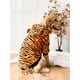 thumbnail image 5 of Tiger Skin Print Pet Hoodie, 5 of 5