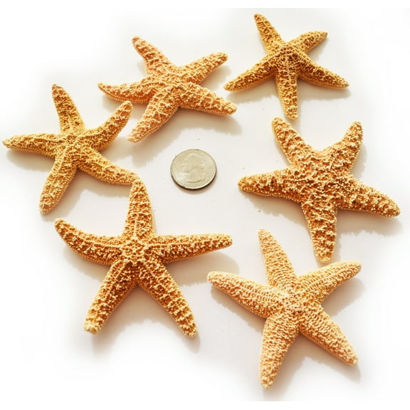 6 Real Dried Small Sugar Starfish (3-4" / 78-102 mm) Beach Arts and Crafts, Coastal Cottage and Nautical Home Decor, Beach Weddings