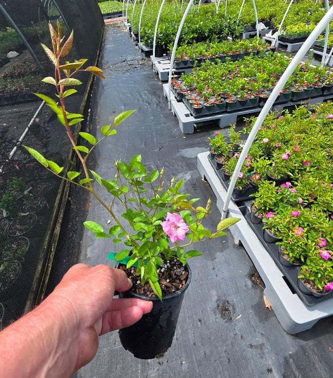 Peggy Martin Climbing Rose - Live Plant - ( 1 QT )