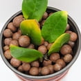 thumbnail image 4 of Pebbles de arcilla expandida Halatool, 1 kg, 4 mm a 16 mm, para plantas, 4 of 7