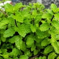 thumbnail image 2 of Set 4 Mojito Mint Plants, 4 to 7 Inch Tall Fresh Herb Starter Plant, Without Pot, Mint Live Plant for Patio and Garden, Culinary Herbs Fragrant Leaves, 2 of 5