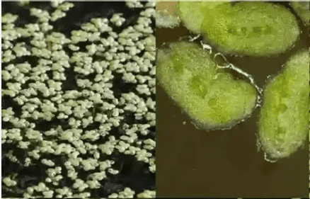5500+ Azolla & Duckweed Live Plant Mix – No Parasites Floating Aquarium & Pond Plants for Fish Tanks