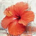 thumbnail image 2 of Sestillo, Enrico 15x15 Gold Ornate Wood Framed with Double Matting Museum Art Print Titled - Hibiscus I, 2 of 4