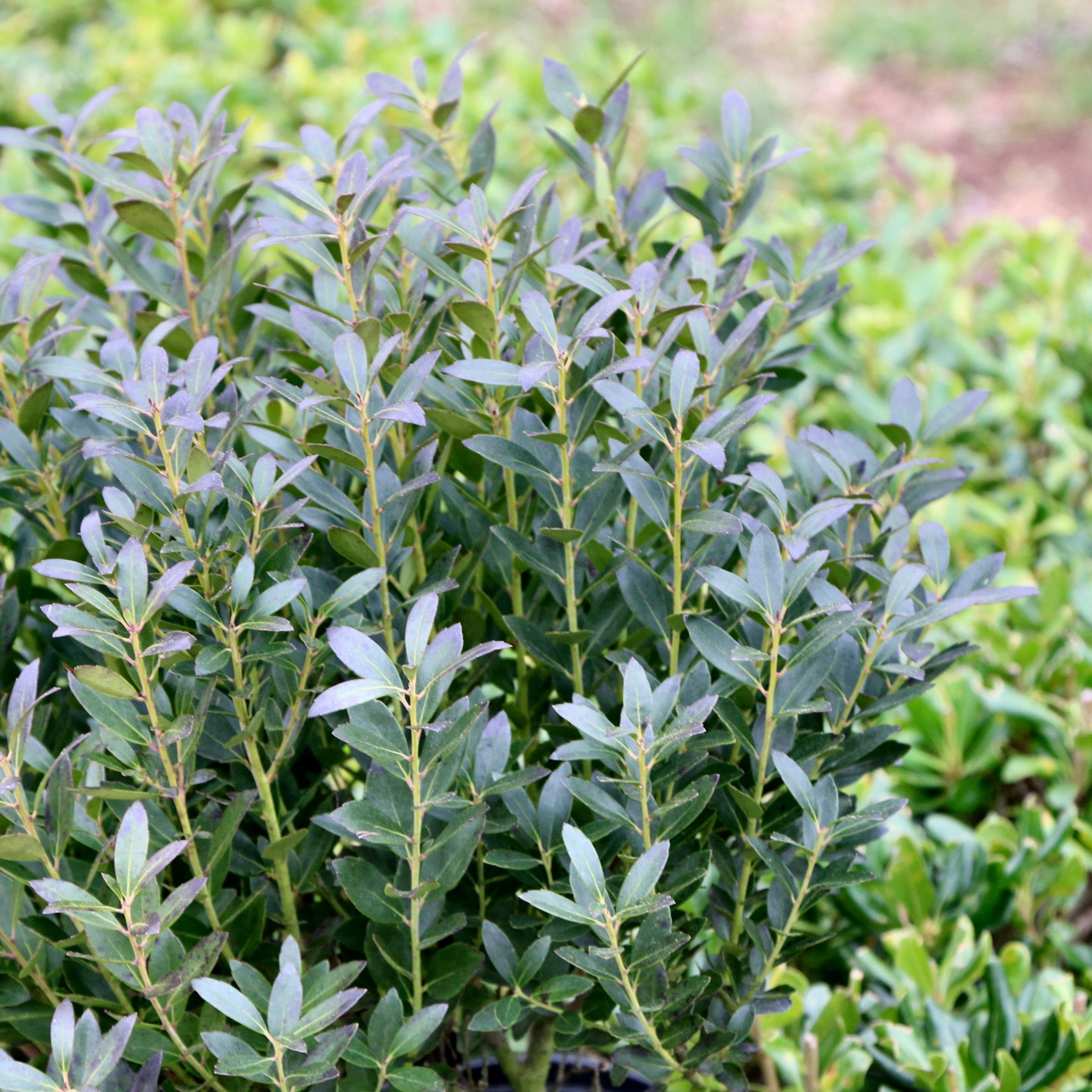 1 gal Ilex Glabra Densa Live Shrub Condition with Full Sunlight