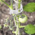 thumbnail image 2 of 200 Pieces Tomato Plant Clips, Climbing Clips, Garden Plastic Clips, For Vegetables, Plants, Tomatoes-white - CHUNCC, 2 of 5