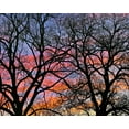 thumbnail image 2 of Fitzharris, Tim 18x15 White Modern Wood Framed Museum Art Print Titled - Cottonwood Tree at Sunset, 2 of 4