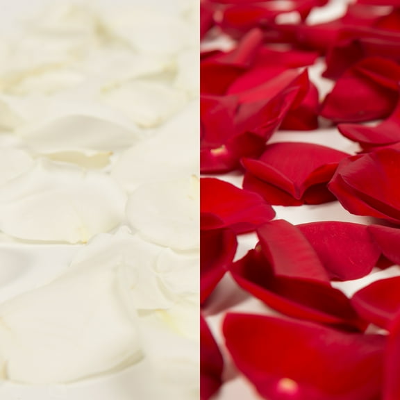 Rose Petals 3 Bags of White and Red Farm Direct Fresh Cut Flowers Petals by Bloomingmore