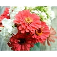 thumbnail image 3 of TomorrowSeeds - Coral Beauty Zinnia Seeds - 200+ Count - For 2025 Planting Non-GMO Long-Lasting, 3 of 7