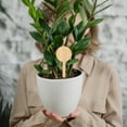 thumbnail image 5 of Plants Signpost Miniature, 20 Pcs Thicken Bamboo Signpost T Shape Mini Plants Label Plaque Ornaments Miniature Decors Seedling Box Plant Ornaments (Round Style), 5 of 8