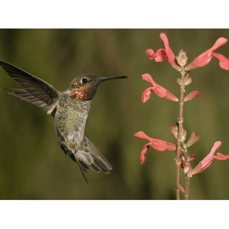 Salvia Scarlet Sage - Anna's Hummingbird Male (Calypte Anna) Hovering Near a Salvia Flower, Scarlet Spires Variety, USA Print Wall Art By Charles Melton