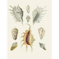 thumbnail image 2 of Heinrich Carl Küster 19x24 Gold Ornate Framed and Double Matted Museum Art Print Titled - The Wing Snails (Strombea) Pl.19 (1845), 2 of 4