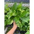 thumbnail image 3 of House Plant 4-POTHOS-GOLDEN Golden Pothos Plant in 4 in. Pot, 3 of 3