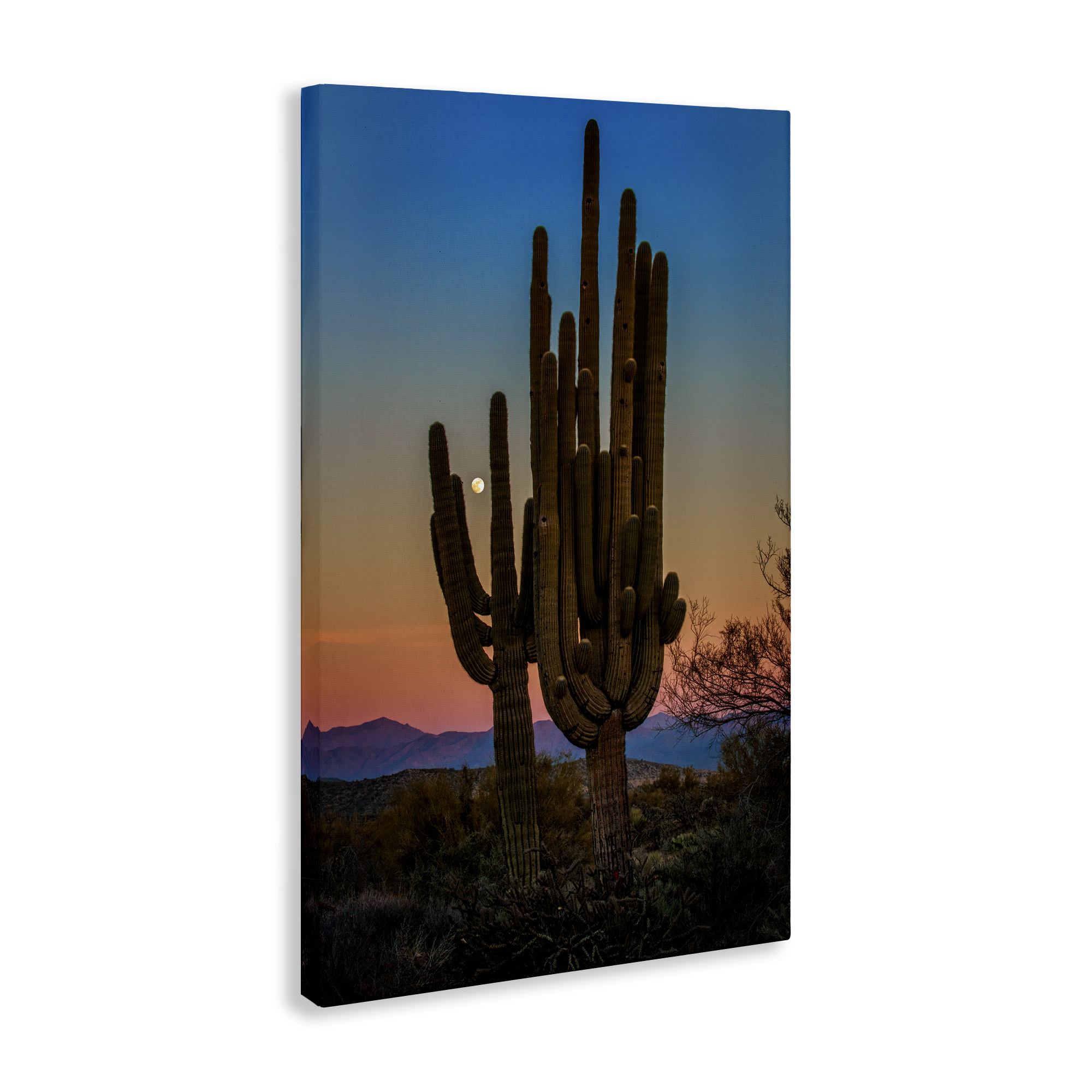 Stupell Industries Silhouetted Cacti with Moon Landscape & Nature Photography Wrapped Canvas Art Print Wall Art, 20 x 30