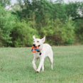 thumbnail image 3 of Set de juguetes para perros Chuckit! Lanzador de bolas Ring Chaser con bola de 4,5 cm, 3 of 4