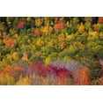 thumbnail image 2 of Wells, Joanne 32x23 White Modern Wood Framed Museum Art Print Titled - Maine Fall foliage in Acadia National Park, 2 of 4