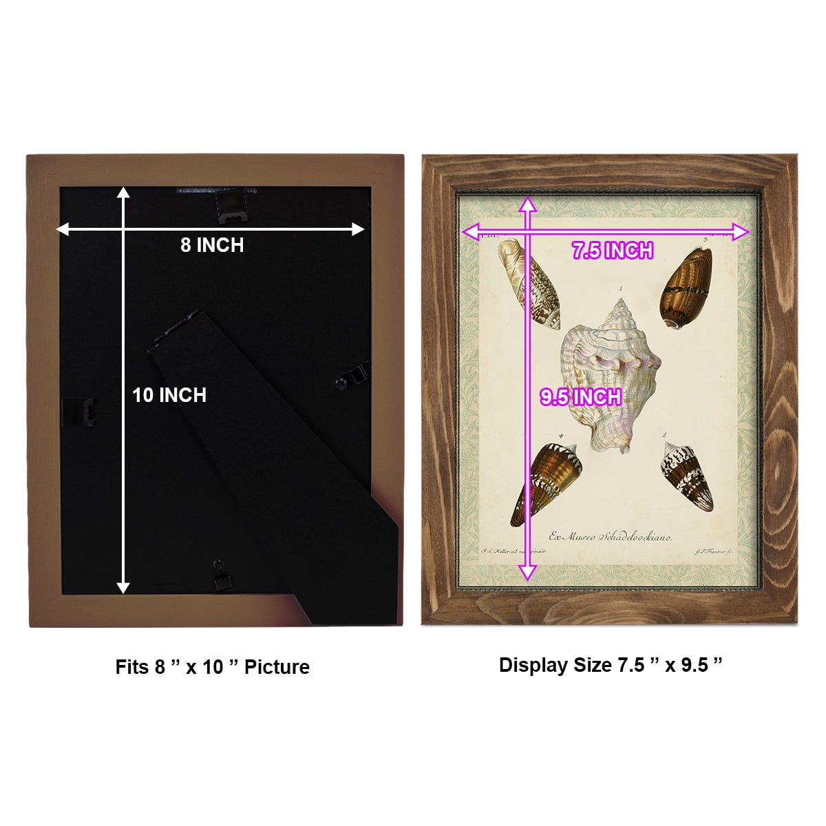 Bookplate Shells IV - Framed Print w/glass - Walnut