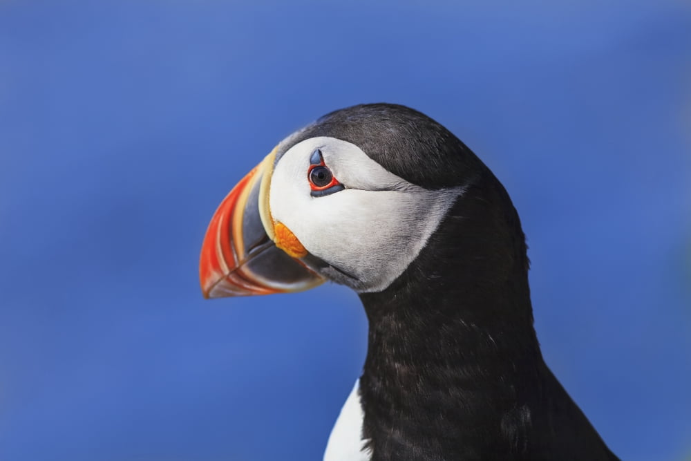 Close up of Atlantic Puffin (Fratercula arctica) at Ile aux Perroquets Mingan Archipelago National Park Reserve of Canada Cote-Nord Duplessis region Quebec Canada Canvas Art - Yves Marcoux Design Pic
