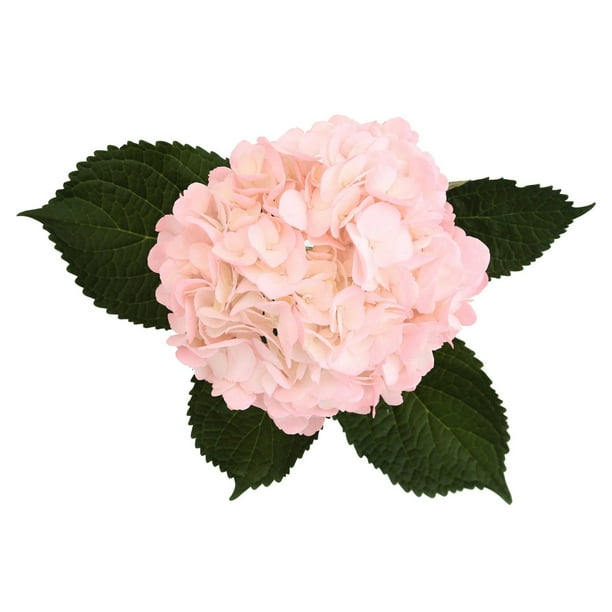 ☆hydrangea☆さま 専用です Member's Mark Color Enhanced Hydrangeas, Bridal Pink, 20