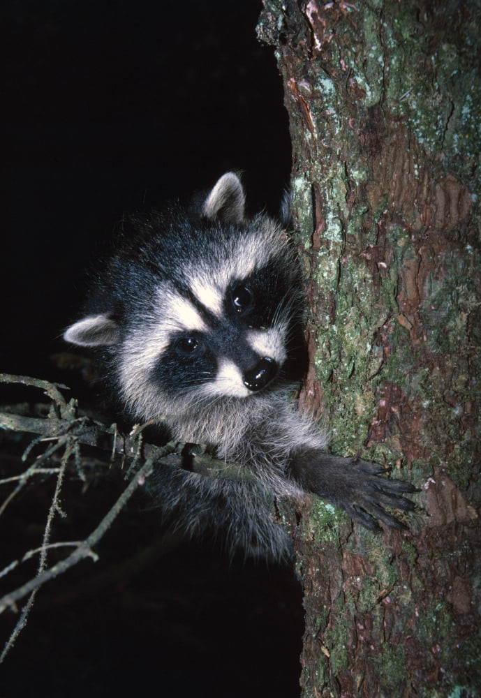 Posterazzi Raccoon