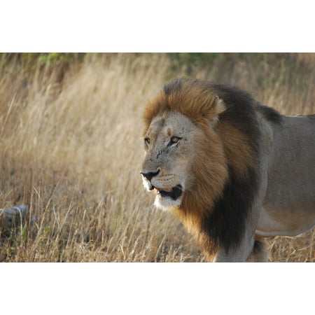LAMINATED POSTER Wildlife South Africa Lion Travel Safari Africa Poster Print 24 x (Best Safari In South Africa)