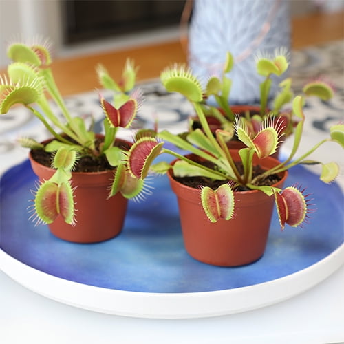 Altman Plants Pet Friendly Venus Fly Trap Carnivorous Plants 3