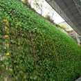 thumbnail image 4 of Naiovety Decoración Verde Con Elegantes Plantas Artificiales Belleza Duradera Seda Ecológica Garantizada Decoración del hogar, 4 of 6