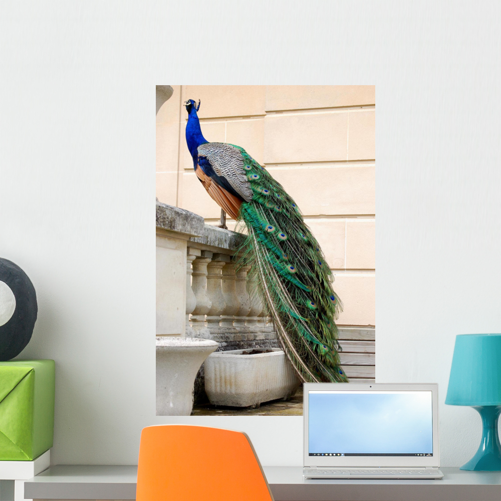 Peacock Wall Mural by Wallmonkeys Peel and Stick Graphic (24 in H x 16
