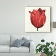 thumbnail image 3 of Trademark Fine Art 'Tulip Garden II' Canvas Art by Vision Studio, 3 of 4