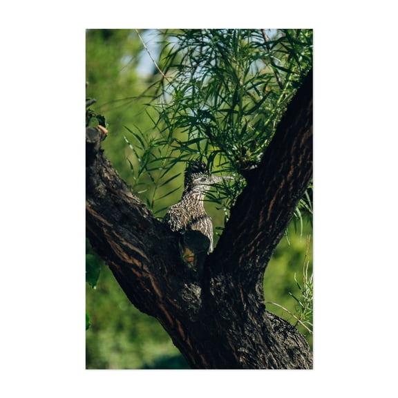ROADRUNNER, ROADRUNNER - Albuquerque New Mexico Photography Bird Nature Forest Wildlife Scenic Botanical Unframed Wall Art Print 4 x 6 inches