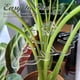 thumbnail image 2 of Juego de Clips de Bambú con Forma de Concha de Tortuga, Soporte de Plástico Transparente para Tallos de Plantas, Flores y Verduras, 2 of 5
