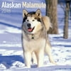 Alaskan Malamute Calendar 2018 - Dog Breed Calendar - Wall Calendar 2017-2018