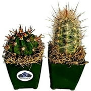 Fat Plants San Diego Cactus Plants. Variety Package of Indoor or Outdoor Cacti Plants for Gardens, Home Decor or Gifts (2)