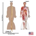 thumbnail image 5 of Anatomy Cross Section, 5 of 5