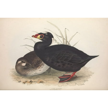 Birds of Europe 1837 Surf Scoter Canvas Art - J & E Gould (24 x