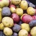 thumbnail image 4 of Van Zyverden Fresh Crop Gourmet Potato Blend Set of 12 Bulbs White Full Sun, 4 of 8