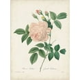 thumbnail image 2 of Redoute, Pierre 19x24 Black Ornate Wood Framed with Double Matting Museum Art Print Titled - Vintage Redoute Roses II, 2 of 4
