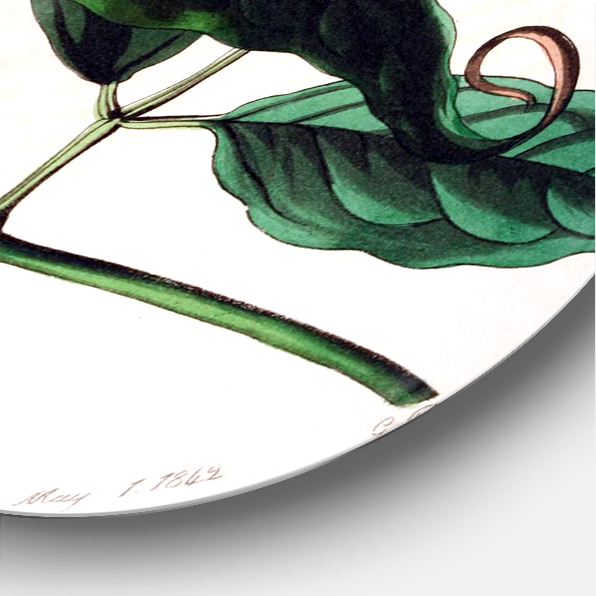 Designart 'Ancient Plant Life XXIV' Traditional Circle Metal Wall Art 29x29 - Disc of 29