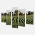 thumbnail image 2 of Wisconsin Soybean Field Rows - Landscape Canvas Art Print, 2 of 3