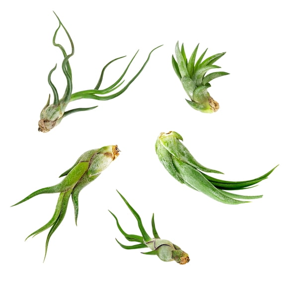Altman Plants 5" Tillandsia Live Plants Terrarium (5 Count)
