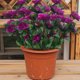 thumbnail image 4 of Real Sentir Flores Artificial Azalea Ramo Rosa Caliente 13.78In, Ornamentos Rojos Oscuros, Simulación Verde para Arreglo de Decoración Del Jardín Del Hogar, 4 of 6