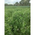 thumbnail image 3 of 2lbs Austrian Winter Pea Seeds Peas Open Pollinated Cover Crop Forage Deer Food Plot 2 Pounds Seed By JL Missouri Parts, 3 of 8